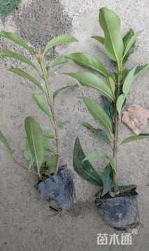 高度25厘米青珊瑚