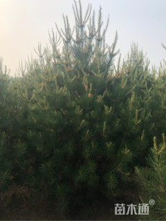 高度200厘米白皮松