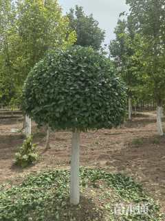 冠幅120厘米卫矛球