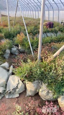 高度50厘米南天竹