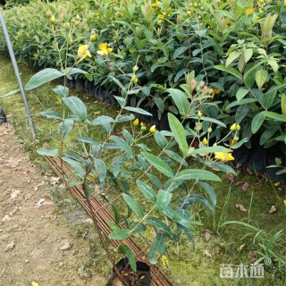 高度30厘米金丝桃小苗