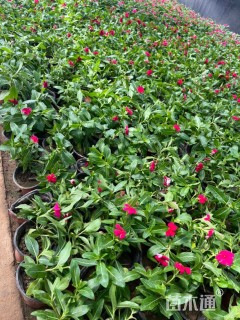 高度20厘米长春花