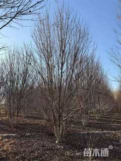 高度500厘米丛生红枫