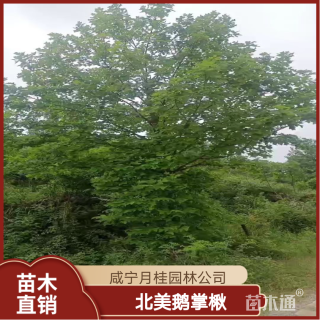 18公分北美鹅掌楸