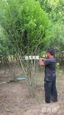 高度150厘米木槿