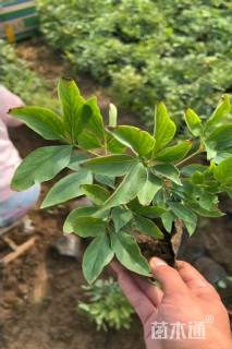 高度30厘米牡丹