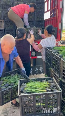 高度30厘米香蒲