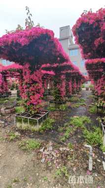 高度280厘米三角梅