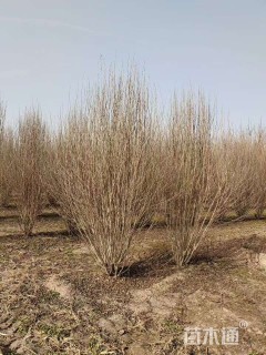 高度250厘米丛生木槿