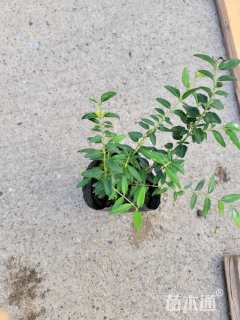 高度5厘米亮绿忍冬小苗