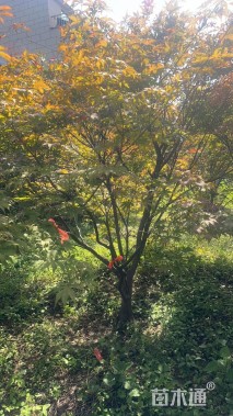 高度3000厘米丛生日本红枫