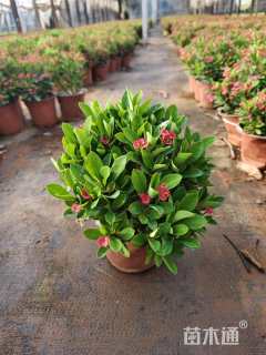 高度20厘米虎刺梅