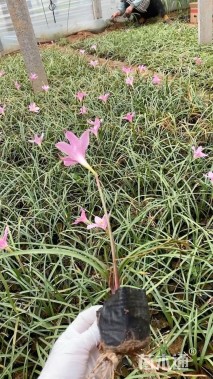 高度20厘米韭兰