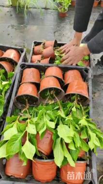 高度40厘米八仙花