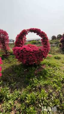 高度250厘米三角梅