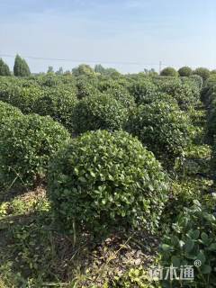 冠幅140厘米无刺枸骨球