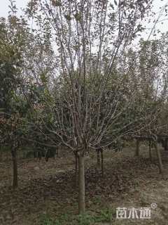 10公分北美海棠