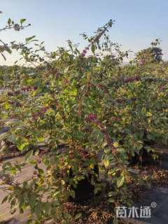 高度100厘米紫珠