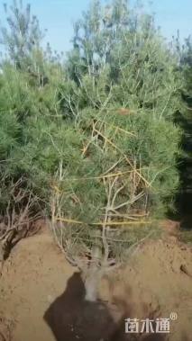 高度310厘米白皮松