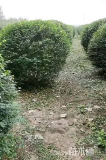 冠幅150厘米小叶女贞球