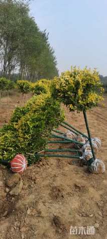 冠幅80厘米金叶榆球