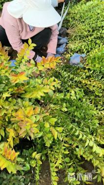 高度60厘米金叶女贞