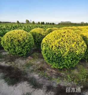 冠幅1500厘米金叶榆球