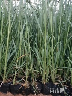 高度25厘米矮蒲苇