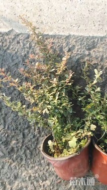 高度20厘米小丑火棘