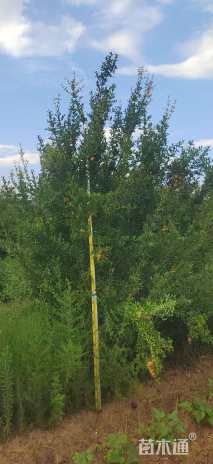 高度3.5厘米丛生花石榴