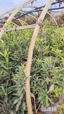 高度120厘米法国冬青