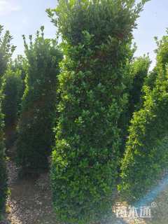 高度230厘米大叶黄杨柱