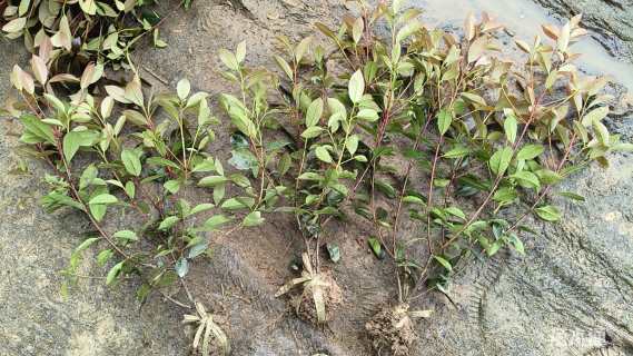 高度50厘米红叶石楠小苗