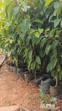 高度50厘米香樟小苗