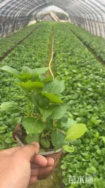 高度25厘米八仙花