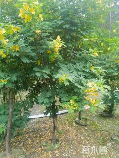 8公分黄花槐