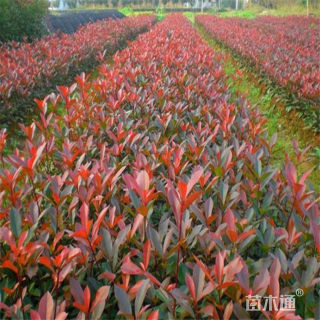 高度40厘米红叶石楠小苗