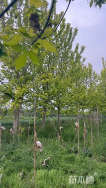18公分金叶复叶槭