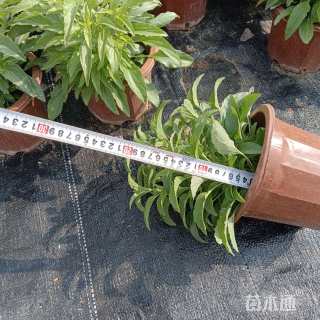 高度35厘米鼠尾草