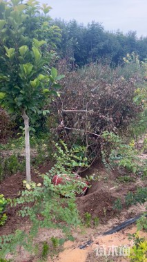 高度200厘米紫荆