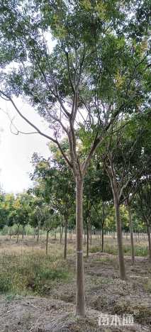 15公分栾树