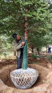 高度600厘米青海云杉