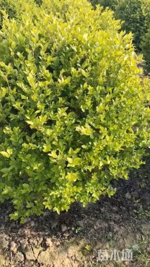 高度100厘米金叶女贞