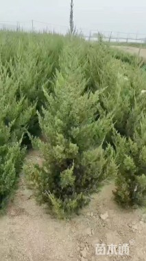 高度60厘米蜀桧