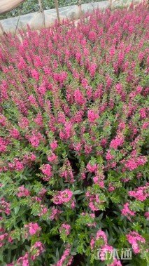 高度30厘米金鱼草