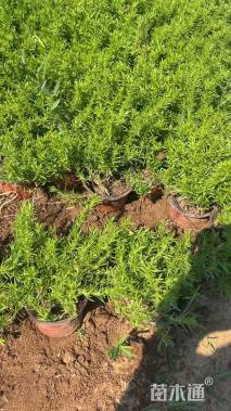 高度10厘米丛生福禄考