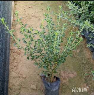 高度15厘米金边六月雪