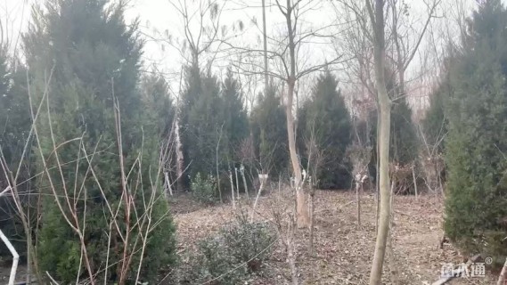 高度80厘米塔柏