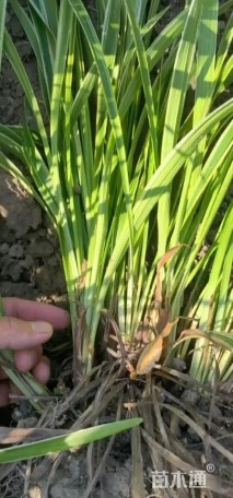 高度30厘米金边麦冬