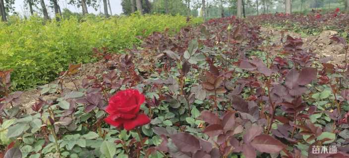 高度30厘米大红花